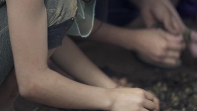 Close up of hands as children sort and pick ripe coffee cherries from tree in Laos.