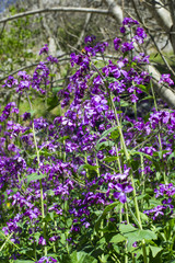 purple flowers in the garden