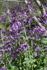 purple flowers in the garden