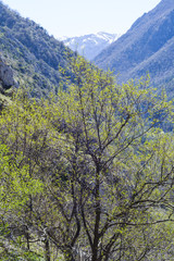tree in the mountains
