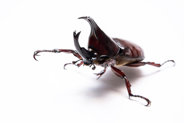 Dynastina, Rhinoceros beetle, Horn beetle, kabutomushi isolated in white background. Fighter insect 