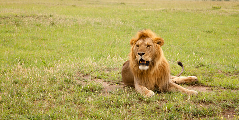 Naklejka na ściany i meble Big lion resting in the grass in the meadow