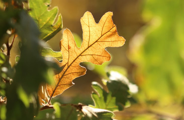 Oak leaf