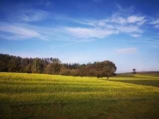 landscape with wheat field and blue sky