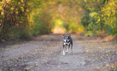 Adorable dog walking on the road in the forest