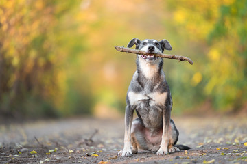 Adorable dog sitting with a wooden stick on the road in the forest - 297261637