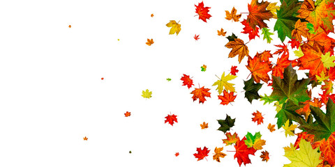 Autumn background. Falling October leaves isolated on white. Season concept