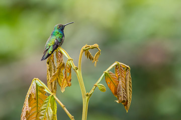 Black-throated Mango - Anthracothorax nigricollis, rare shy humminbird from from Andean slopes of...