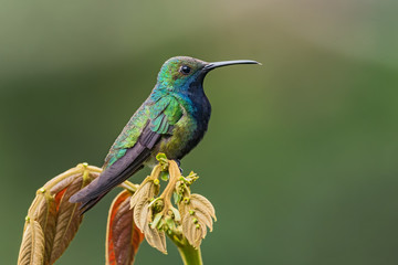Black-throated Mango - Anthracothorax nigricollis, rare shy humminbird from from Andean slopes of...