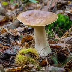 A boletus on leaves. Covered forest ground