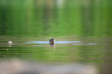 Vulnerable Animal Smooth coated otter or Lutrogale perspicillata or Lutrogale pers mirror image playing in green calm water of ramganga river at jim corbett national park, uttarakhand, india	