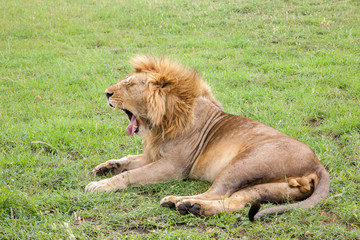 Big lion yawns lying on a meadow with grass