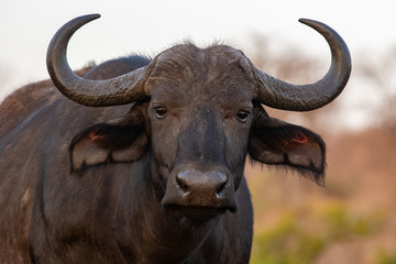 Portrait of an African buffalo in Zimanga private game reserver