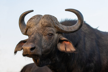 Naklejka premium Portrait of an African buffalo in Zimanga private game reserver