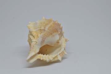 Side view of Triton small seashell conch on white background