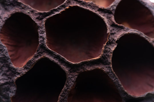 Dried lotus pods create a background pattern of texture