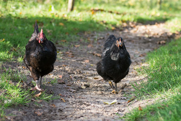 zwei schwarze Legehennen im Hühnerauslauf