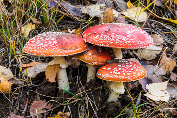 The family or colony of agaric mashrooms among the grass and old leaves in the forest. The natural summer or autumn landscape