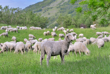 flock of sheep grazing in green alpine pasture