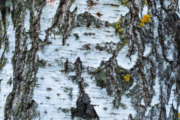 The macro shot of birch bark texture or background
