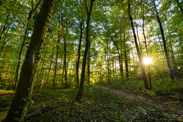 colorful forest in autumn with sun shining through the trees