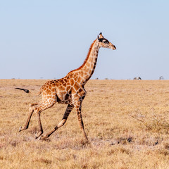 Naklejka na ściany i meble A galloping Giraffe - Giraffa Camelopardalis- on the plains of Etosha National Park, Namibia.