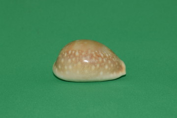 Front view of marine fossil on green background.