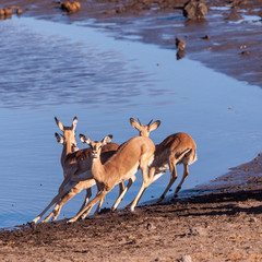 A group of Impalas -Aepyceros melampus- running nervously around a waterhole in Etosha National Park, Namibia.