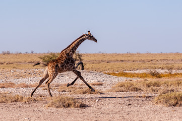 A galloping Giraffe - Giraffa Camelopardalis- on the plains of Etosha National Park, Namibia.