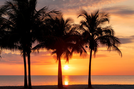 Silhouette of palm trees on tropical beach at sunrise. Miami Beach, Florida.