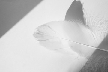 Close-up feather and shadows on white background. Concept of tenderness, close-up