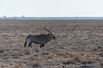 One Oryx - Oryx gazelle- grazing on the plains of Etosha national park, Namibia