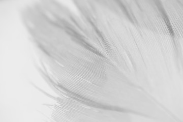 Close-up feather detail on white background. Concept of tenderness, macro