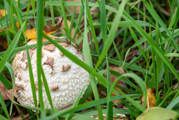 Wiesen-Champignon Agaricus campestris im Garten