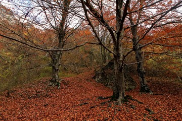 Autumn forest scene