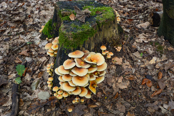 mushrooms standing in the forest in autumn