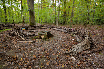 colorful forest in autumn with interesting arranged wood