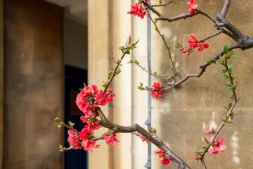 Detailed view of a rare, flowering plant seen climber up the exterior wall of an old building. Having been recently pruned during the spring.