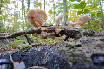 mushrooms standing in the forest in autumn