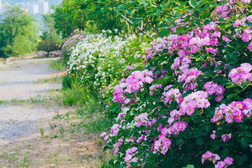 Rose flower, seven sister flower close-up, blooming outdoors in spring after the rain，Rosa multiflora Thunb. var. carnea Thory 