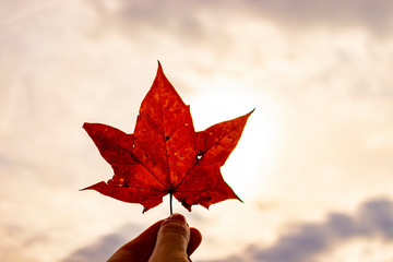 rotes ahornbaltt im gegenlich