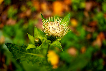 distel gewächs im herbst