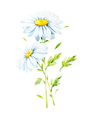 Abstract watercolor Chamomiles illustration. Isolated on white background