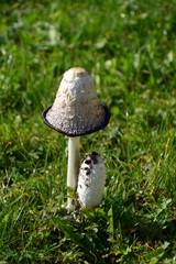 ripe Coprinus comatus in the lawn close-up view, lawyer´s wig or shaggy ink cap fugus with black liqiud filled with spores