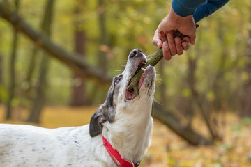 Portrait of black and white dog with focused gaze looking at human hand holding stick