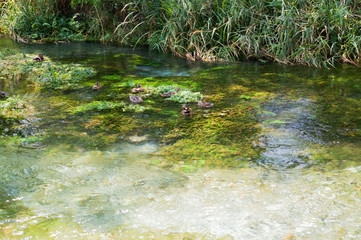 Ducks floating on the creek