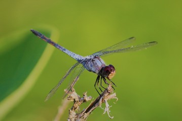 dragonfly on leaf