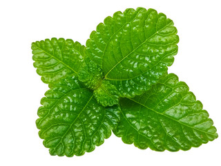 fresh mint isolated on white background