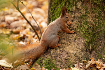 Squirrel sits on the asphalt in an autumn park and waits for nut