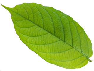 Obraz premium green leaf isolated on white background